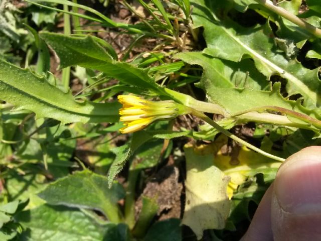 Rosetta basale di Asteraceae